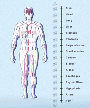 bodychart